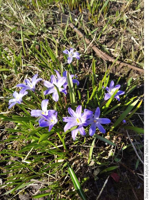 Хионодоксы