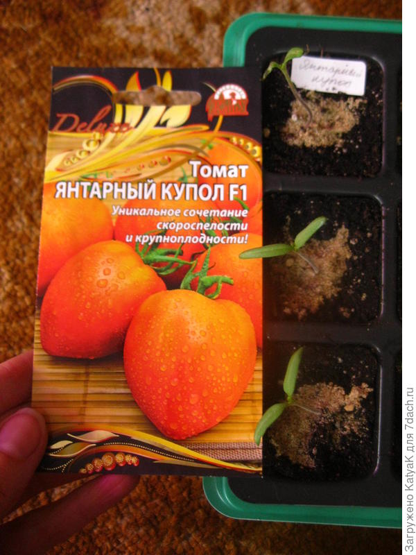 наст листики 28.03