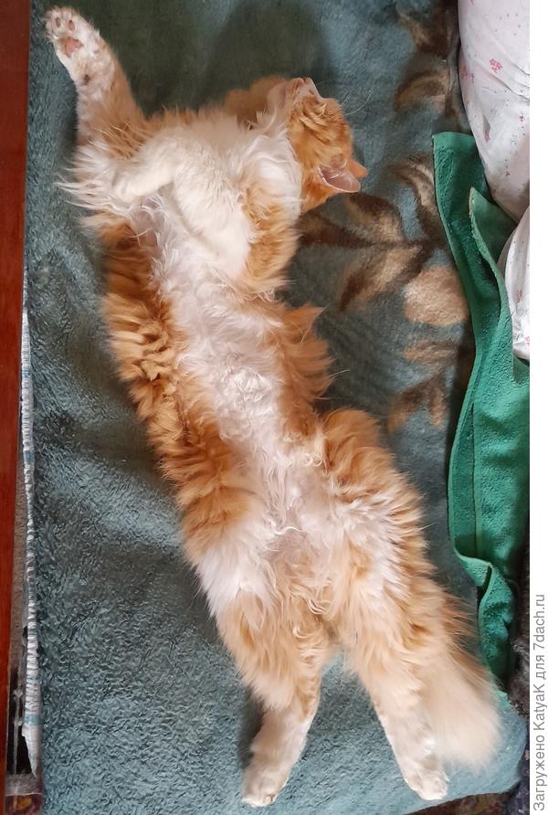 Растянулся мой Васька- к потеплению