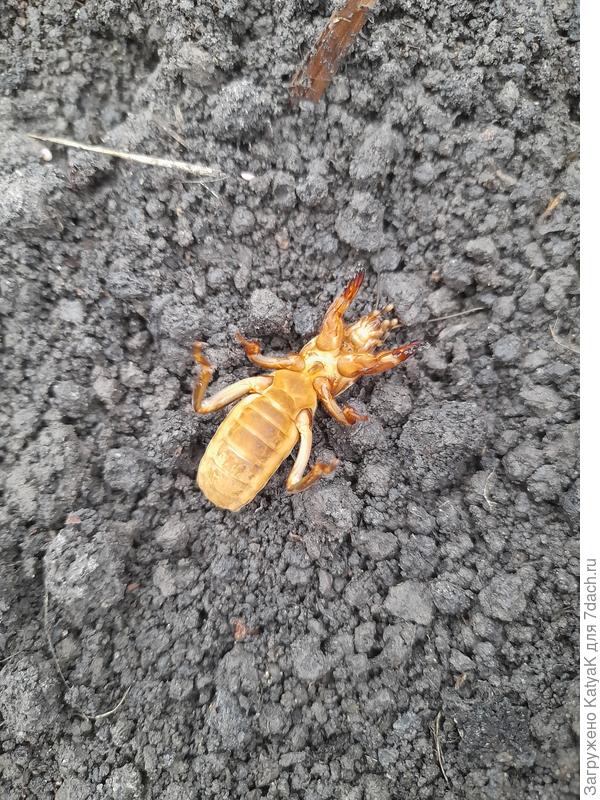 Медведка травленая