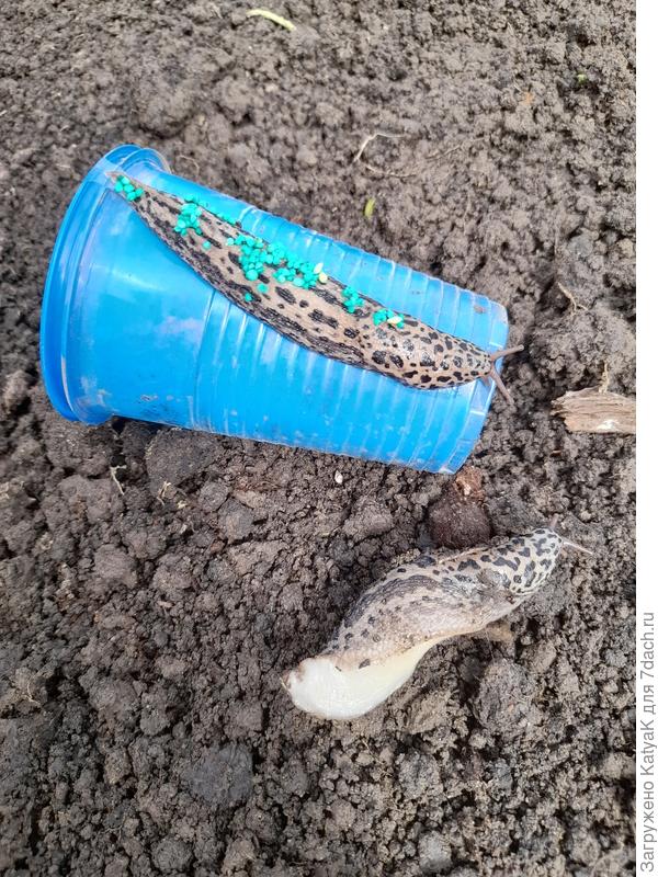 На стаканчике 200 граммовом