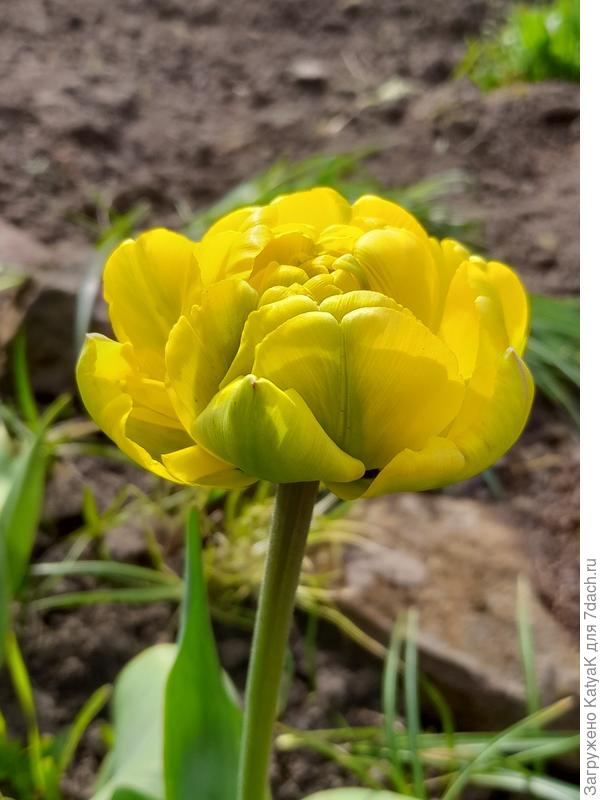 Тюльпанчик