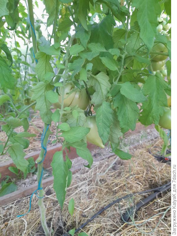 Не стриженый куст низ