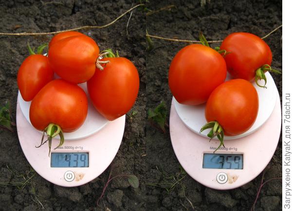 5 сент янт ку