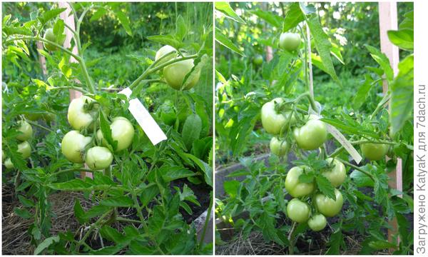 18 июля как на подбор