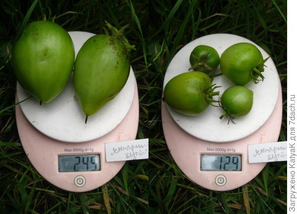 янт куп 28 сент