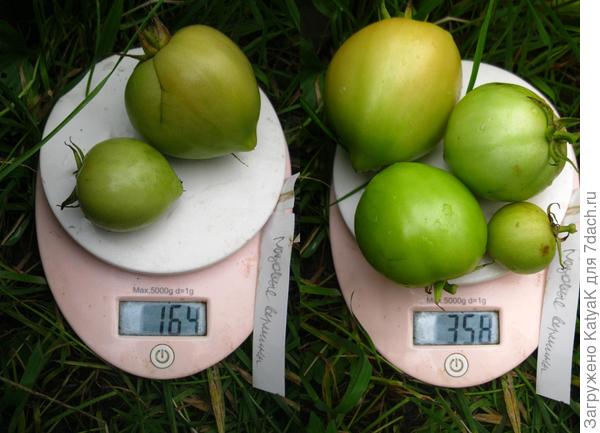 28 сент роз верш