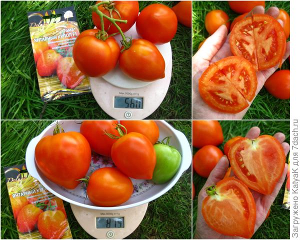 янтарный купол