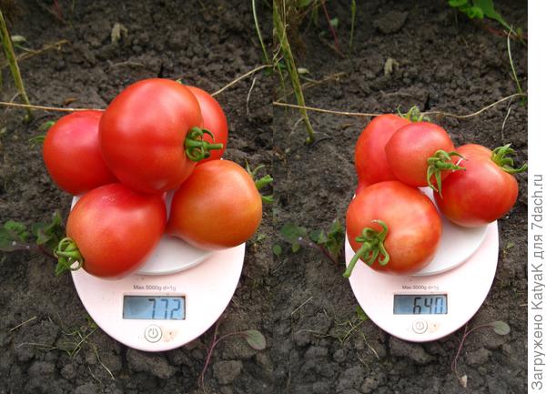 роз верш 5 сент