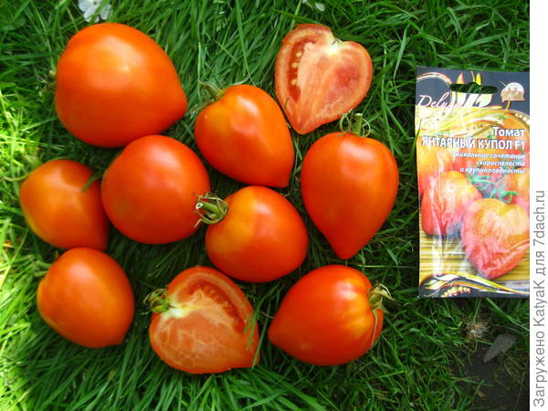 янт купол 18.08