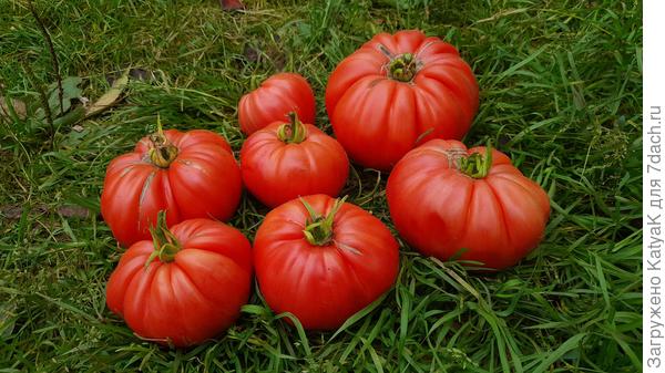 Болгарский змей