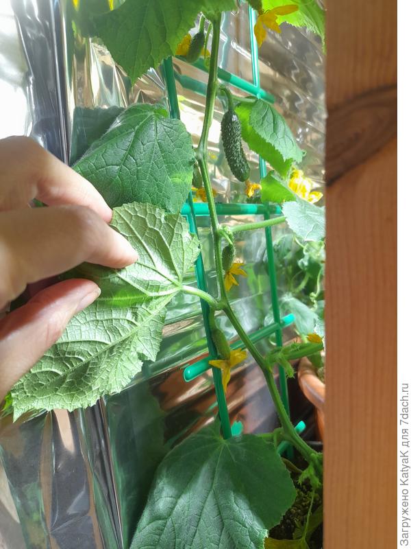 Другое удобрение