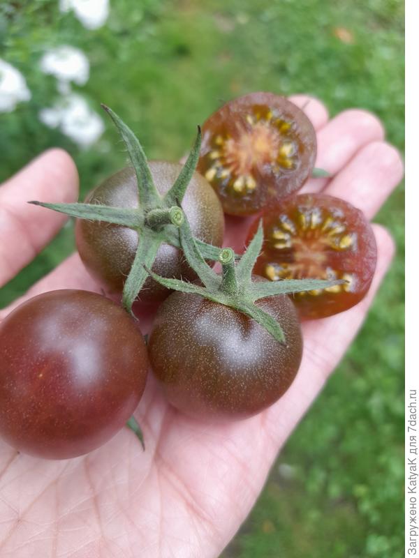 Черри черничка Элитагро индет