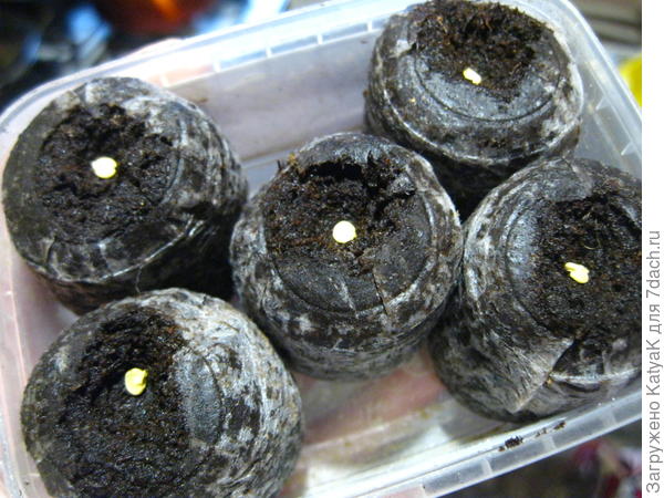 20 марта посев