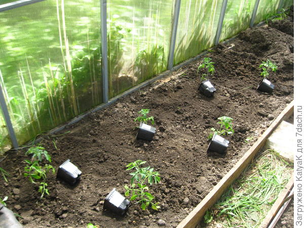 высадка в теплицу 14 мая
