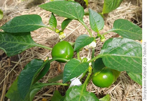 16.06 гогошар