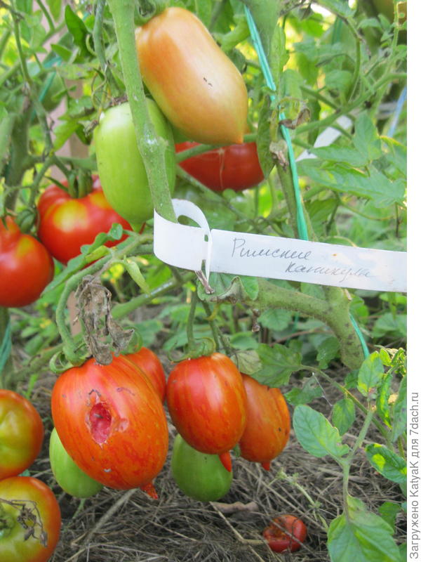 римские каникулы