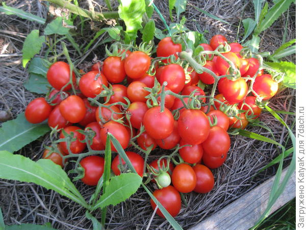 красна девица