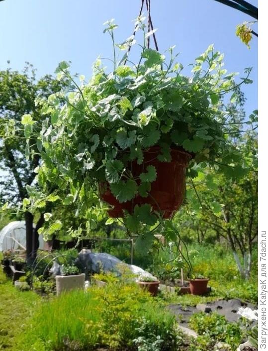 Будра вариегатная