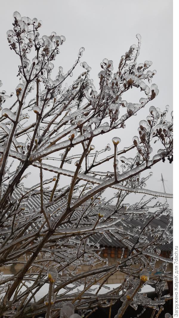 Ледяной дождь