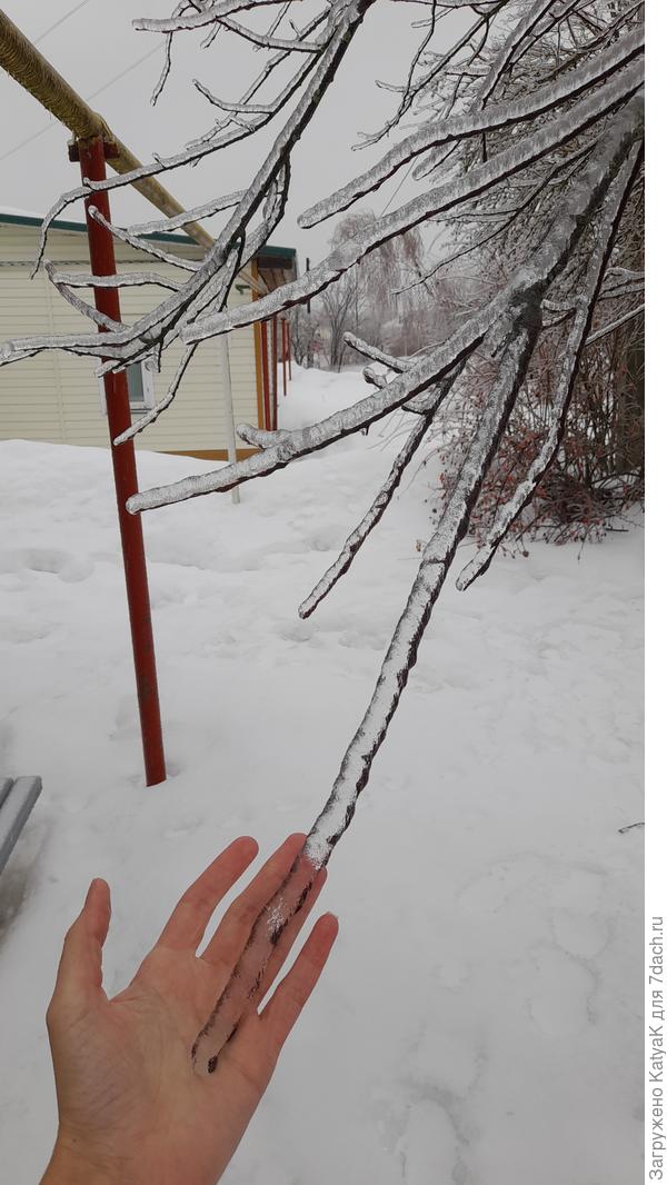 Ледяной дождь