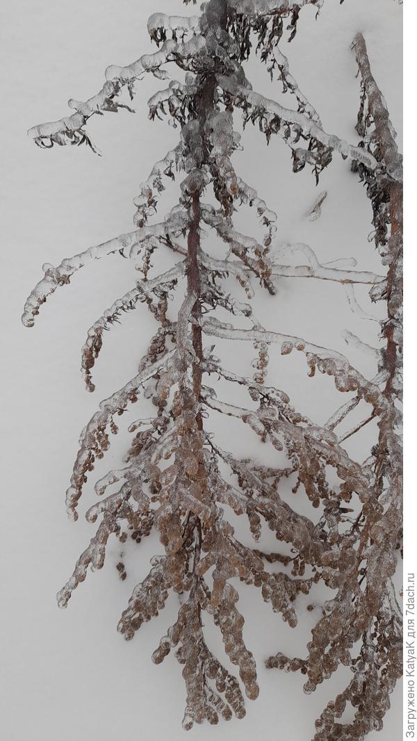 Ледяной дождь