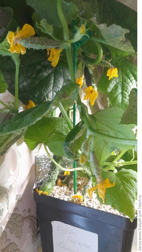 Мой домашний огурец в 2 литрах