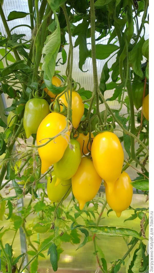 Золотая канарейка