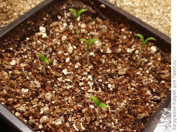 28.03 Бамбини