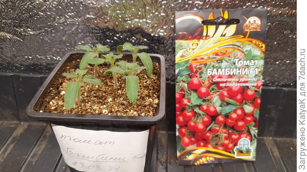 4.04 Бамбини настоящие листики