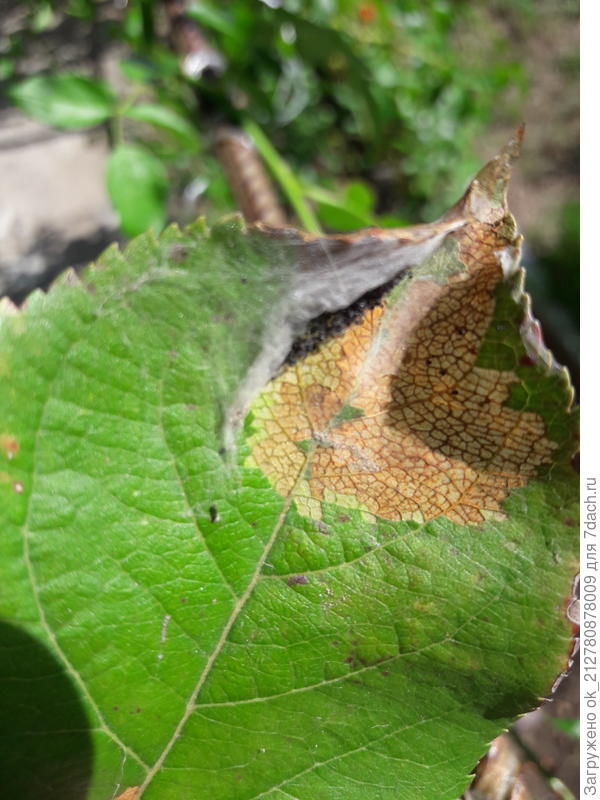 А это яблоня.  Под паутинкой - мелкие черненькие крупинки. Что это? Как бороться?