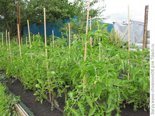 Помидоры &quot;Дары Заволжья&quot;,грядка 6м*0,9м,капельный полив,посадка в ряду по 2корня через 40 см,между рядами 60см.Ростов на Дону.