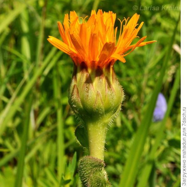 Xelena, я сегодня нашел растение на 1 фото, это Trommsdorffia ciliata (Thunb.) Soj&aacute;k (семейство Asteraceae) Троммсдорфия реснитчатая Пазник реснитчатый Прозанник реснитчатый. Судя по всему астровые как вы говорили.
