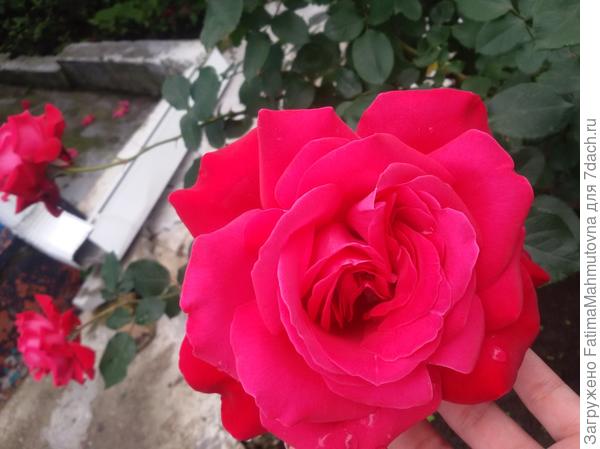 Роза "Red Queen"
