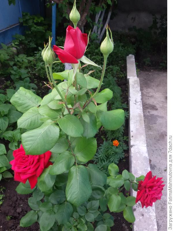 Роза