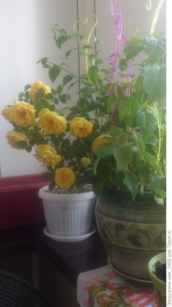 Просто вотреснула в горшок к бугенвиллии для фотосессии, но потом опять в вазу с водой, уж очень цветы красивые, ярко-желтые. И довольно крупные, правда быстро осыпаются и жутко колючие &#39;