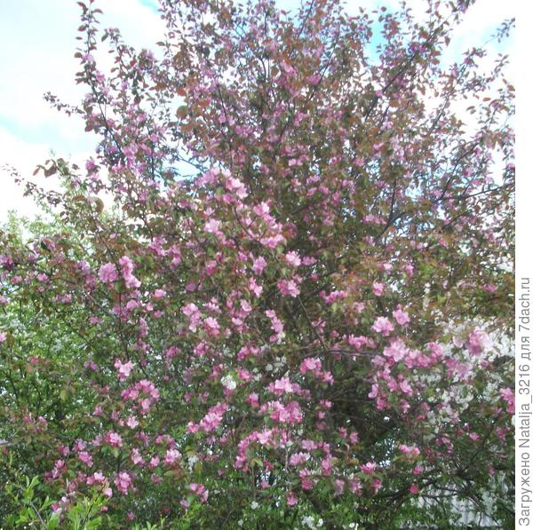 красноцветковая яблоня