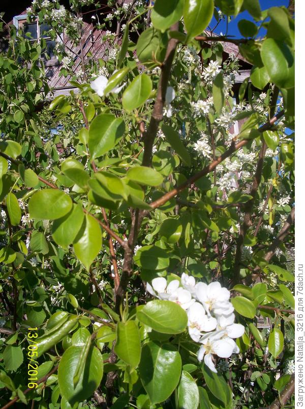 цветение груши на ирге.
