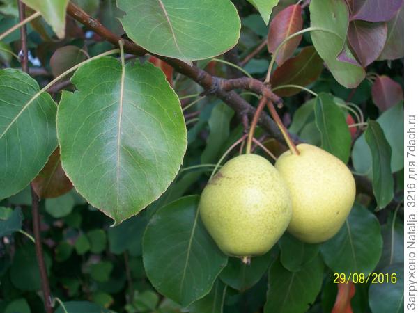 та же груша - плоды. кстати, видны признаки несовместимости.