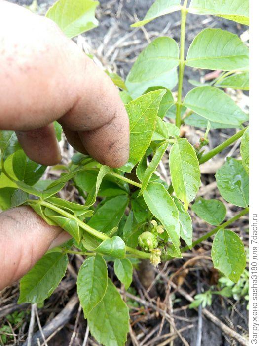 Саженцу годик а уже 5 орешков