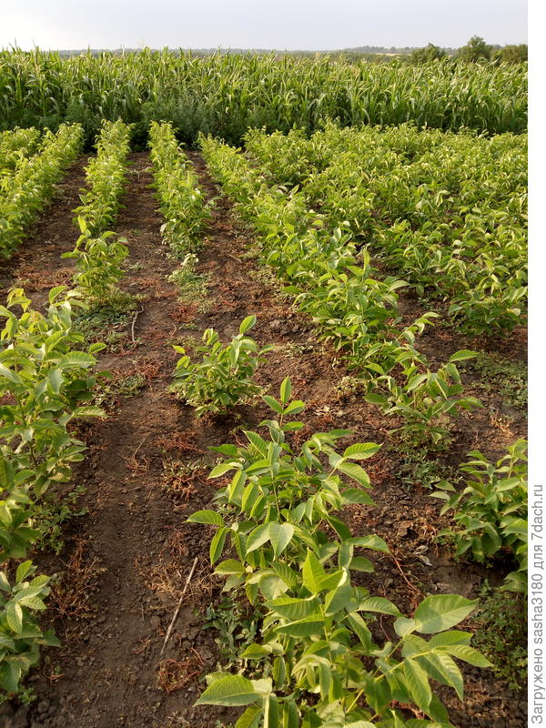 Здравствуйте. Вот растут наши высеяные орешки.