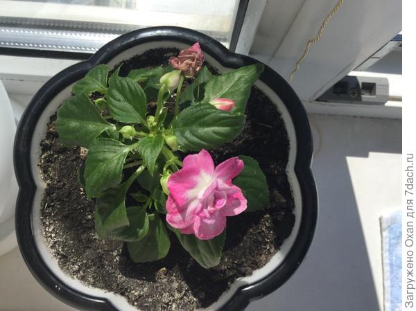 Подскажите что за цветочек?