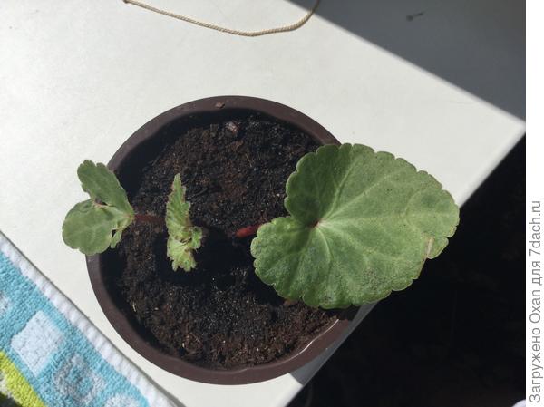 И это что за цветочек?