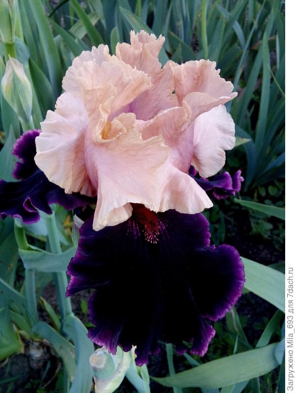 Один из любимых