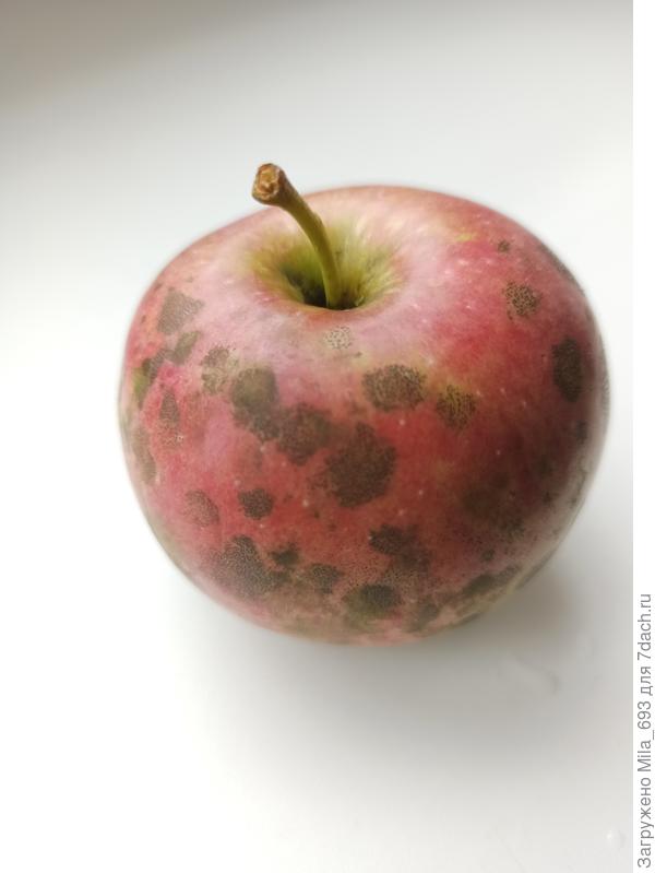 В этом году на одной из яблонь все плоды вот в таких пятная. Что это за болезнь и как её можно вылечить. Эти пятна гладкие, под кожурой нет пятен.