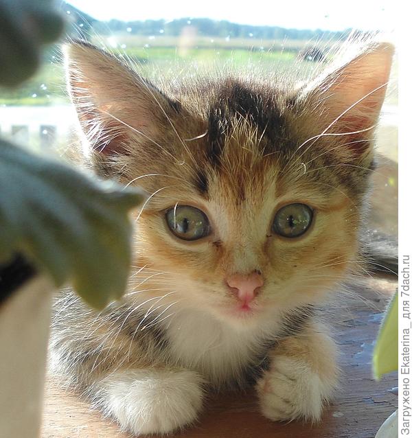 пушистик два