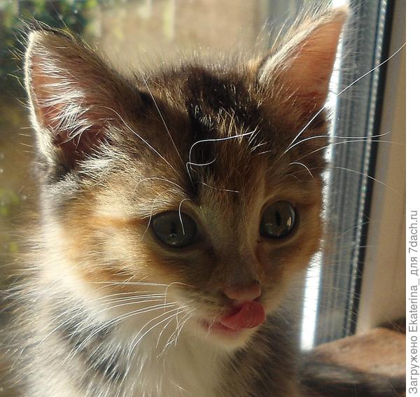 пушистик раз