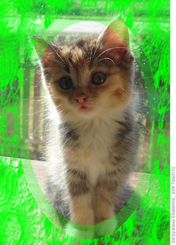 пушистик четыре