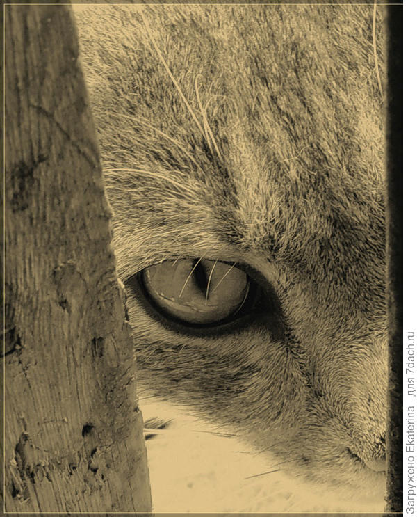 Требовательное око