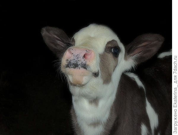 Телячьи нежности